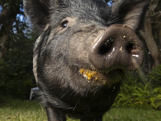 ‘More than a pet’: Despair as council issues move-on order for blind pig