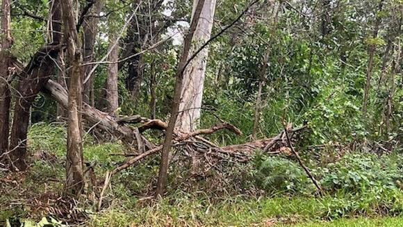 Trees have fallen down on Russell Island where residents have been told to evacuate before Cyclone Alfred stops ferries and barge transport across the bay. Picture: Contributed