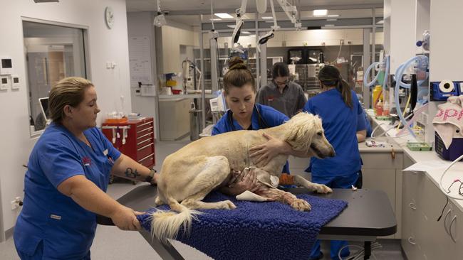 Kirstie Hayward and Ellise Mortenson with Havoc, the afghan hound, before she goes to surgery. Picture: Mark Cranitch