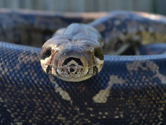 Victorian snake catcher Barry Goldsmith was called out to capture this 2.6m red-tailed boa constrictor in a shed on Old Wells Rd in Seaford on May 18, 2015. The species, native to Central and South America, are illegal in Australia. It is believed to be someone's escaped pet.