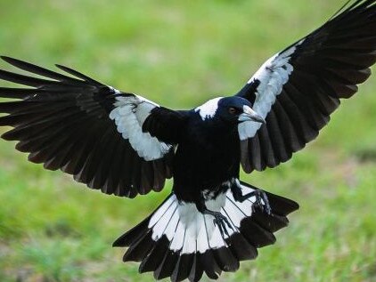 Magpie for Don Knowler's On the Wing col for TasWeekend. No pic credit needed