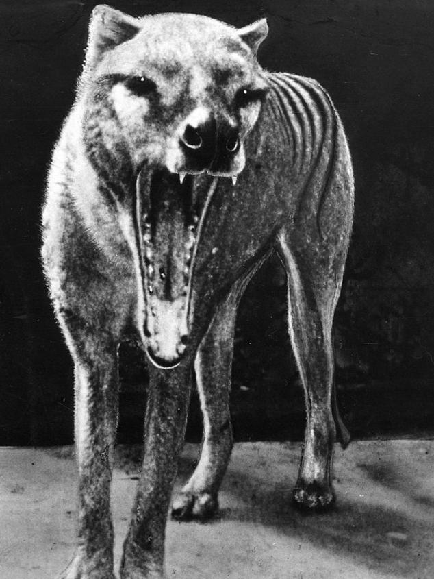 The last known Tasmanian tiger died in Hobart Zoo in 1936.