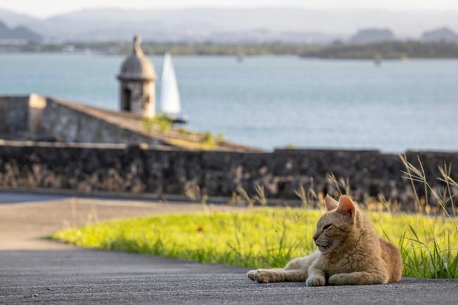 A stray cat lounges in the historic district of Old San Juan