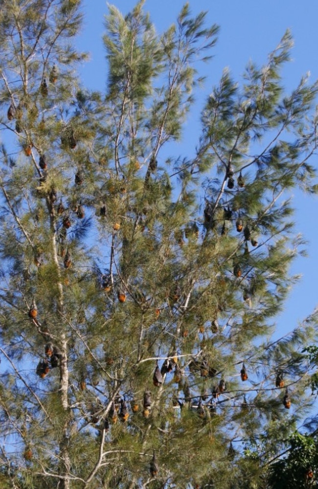 Some of the bats in the colony. Picture: Facebook/Save Our Waterways Now