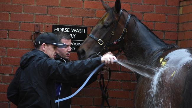 Waller washes Winx. Picture: Vince Caligiuri/Getty Images