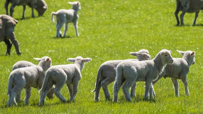 The Better Wool Guide found 75 more brands are pledging to remove mulesed wool from their supply chains, since the previous edition last year. Picture: Chris Crerar