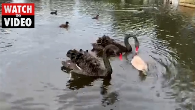 Black swan family at Kippax Lake, Moore Park