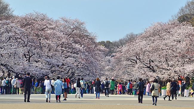 The Japan adventure you can only access by rail | escape.com.au