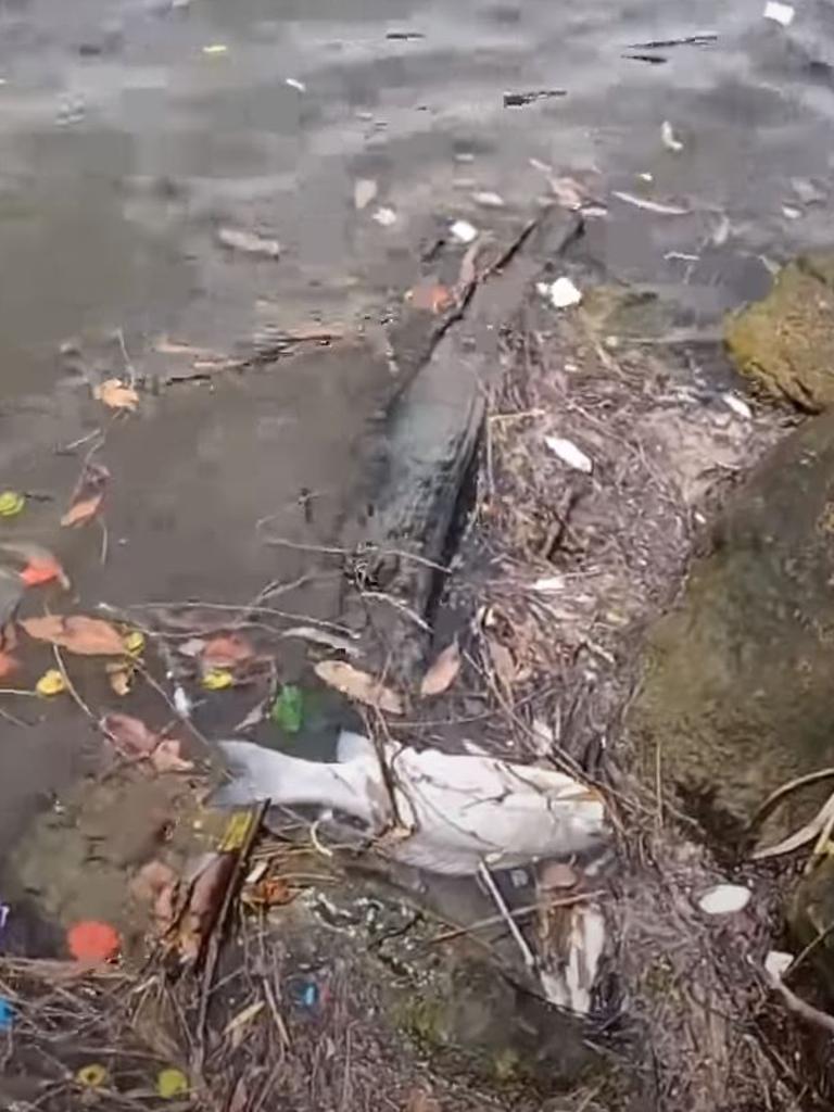 He said there were thousands of dead fish. Picture: Windsor Bait and Tackle/YouTube