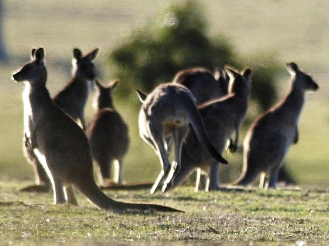 Puckapunyal, May 24, 2002. Generic photo showing some of the estimated 70,000 kangaroos in the Puckapunyal Army Base, central Victoria. Shooters will begin to cull the kangaroos because of an overgrown population which is causing problems with the local community . (AAP Image/Joe Castro) NO ARCHIVING