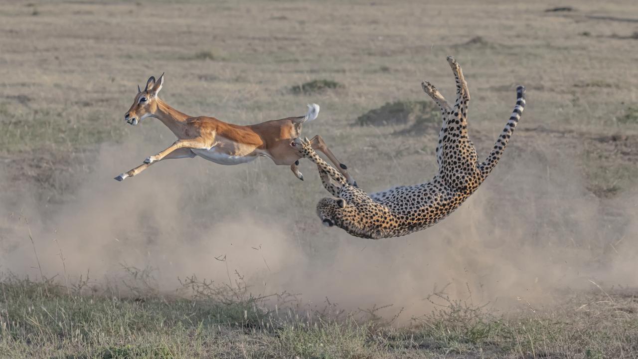 A cheetah dives for a fleeing impala in the Maasai Mara National Reserve, Kenya, winner of the Terrestrial Wildlife category. Picture: Yi Liu