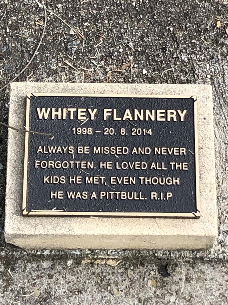 Breaking the stereotype of the pit bull, Whitey Flannery is remembered as a dog who loved kids.