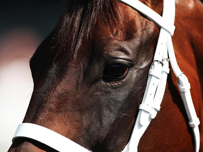 Winx before her special exhibition gallop at the weekend. 