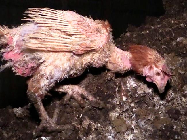 This hen appears trapped in a manure pit. Picture: Animals Australia