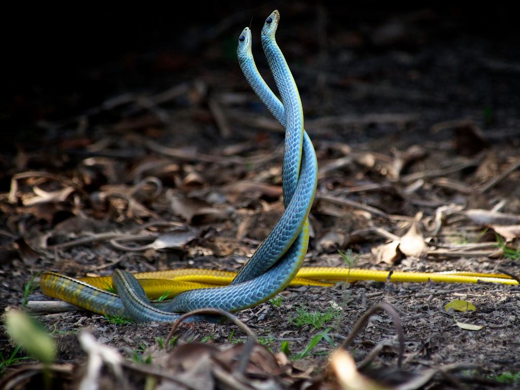 ‘Entwined’ by Trevor Cole/Photocrowd.com ... Location: Brazil.