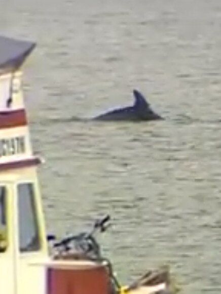 One of the dolphins spotted near Putney in 2015. Picture: 7 News