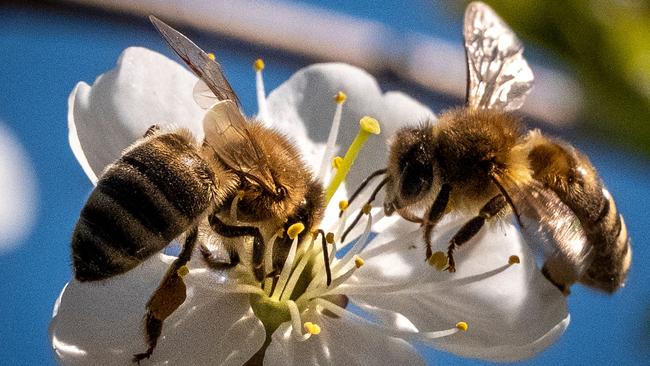 Bees are critical to the survival of the majority of crops humankind relies on. (Photo by Yuri KADOBNOV / AFP)