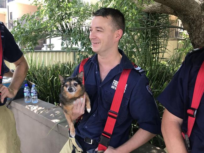 Firefighters successfully rescued a small domestic dog from the unit block fire. They were unable to find the owners however firefighters will look after the dog until the owners are identified. Picture: Twitter / FRNSW