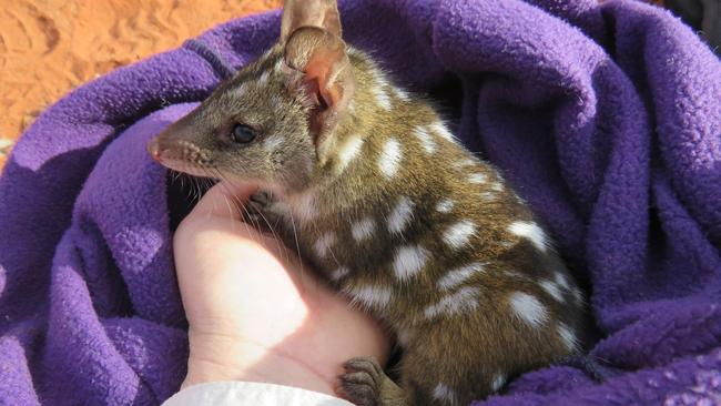 A juvenile Western Quoll at the Arid Recovery reserve outside Roxby Downs. Picture: Melissa Jensen