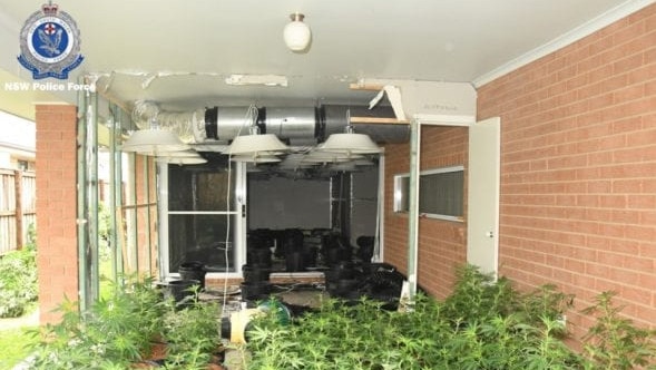 Supplied Editorial Strike Force Devom seized cannabis plants from a Aberglasslyn property. Picture: NSW Police.