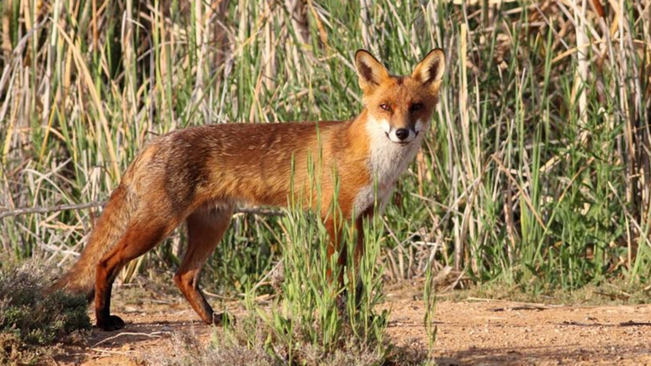 Foxes may look innocent but their bloodthirsty nature can wreak havoc across Melbourne.