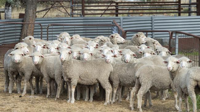 NEWS: Fernhills: Fergus and Jenna WattsFergus and Jenna Watts, farming at Fernhill Agriculture. Ferg used to be an AFL footballer. The couple now split their time between Melbourne and their fledgling regenerative fat lamb operation.PICTURED: Generic fat lambsPICTURE: ZOE PHILLIPS