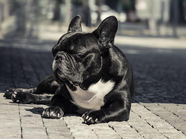 Hot pavements can give pets 'painful' burns. Picture: iStock