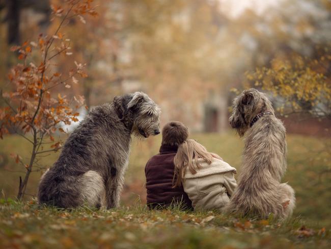 Job security ... Max and Sonya, and Morgan and Keegan the Irish Wolfhounds. Picture: Little Kids and Their Big Dogs