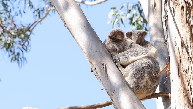 A team of experts have been brought in to help find and relocate koalas and other fauna from the area.