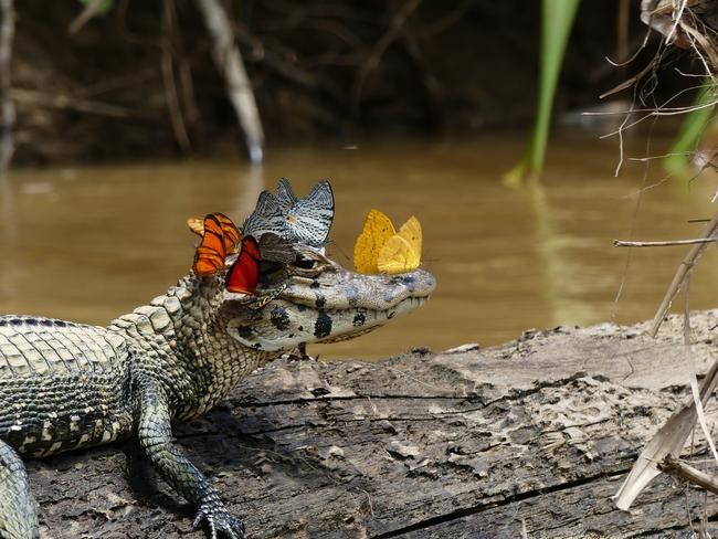 2016 Royal Society Publishing Photography Competition Picture: Mark Cowan Butterflies and caiman – Special commendation. Colourful butterflies gather on the head of this caiman to collect salt - an important mineral for their survival. This photo was taken while on a scientific expedition to the Amazon Los Amigos Conservation Concession, Peru.