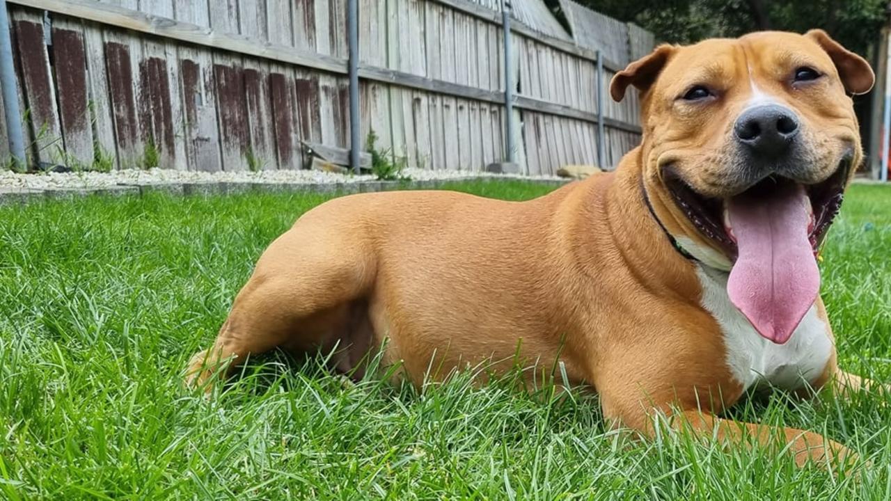 Tassie's cutest medium-sized dog nominee: Kermit - Staffy x Sher pei