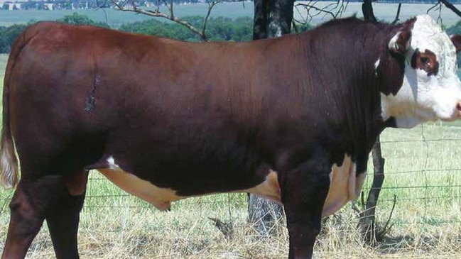 The Injemira Poll Hereford bull that created a flurry of bidding at the stud's sale near Book Book, NSW, Injemira Kickstart P093 S013.