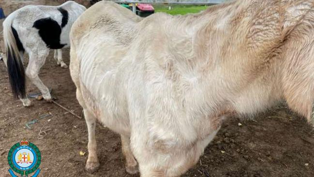 The animals were rushed to Sydney University Equine Hospital for urgent treatment.