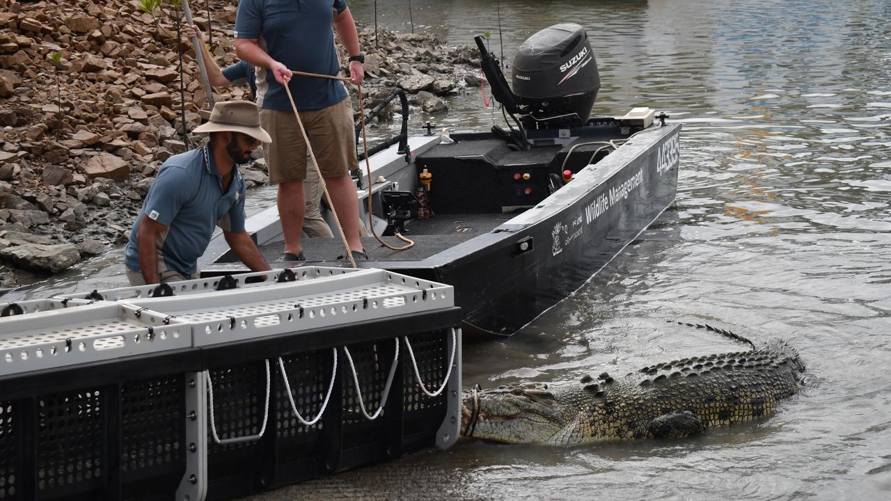 Department of Environment, Science and Innovation Wildlife Officers remove a saltwater crocodile, also known as an estuarine crocodile, measuring at least four metres in length at Port Hinchinbrook in Cardwell between Townsville and Cairns in North Queensland on Monday. The animal is believed to be responsible for an attack on a human and death of at least one pet dog. Picture: Cameron Bates