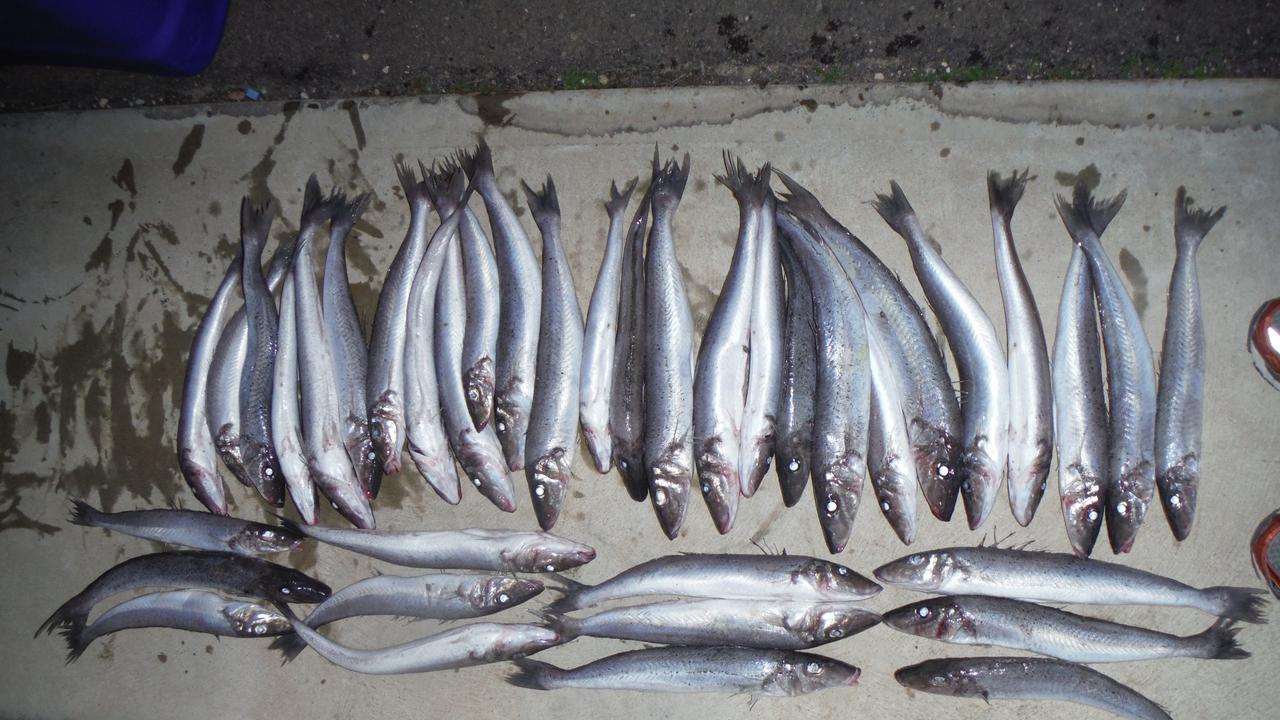 Catch and Cook: King George whiting - Fishing World Australia