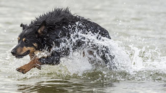 A dip at St Kilda beach is one way to cool down. Picture: Jake Nowakowski