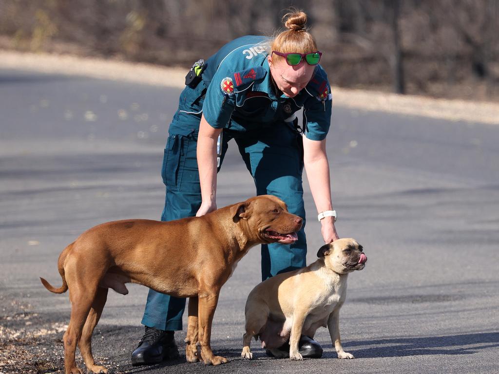 Ambulance officers rescue a couple lost dogs from the Tara fires. Picture: Liam Kidston