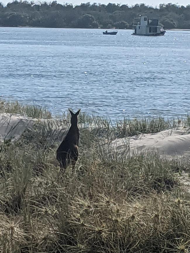 The kangaroo in Biggera Waters on Saturday. Picture: John Connor