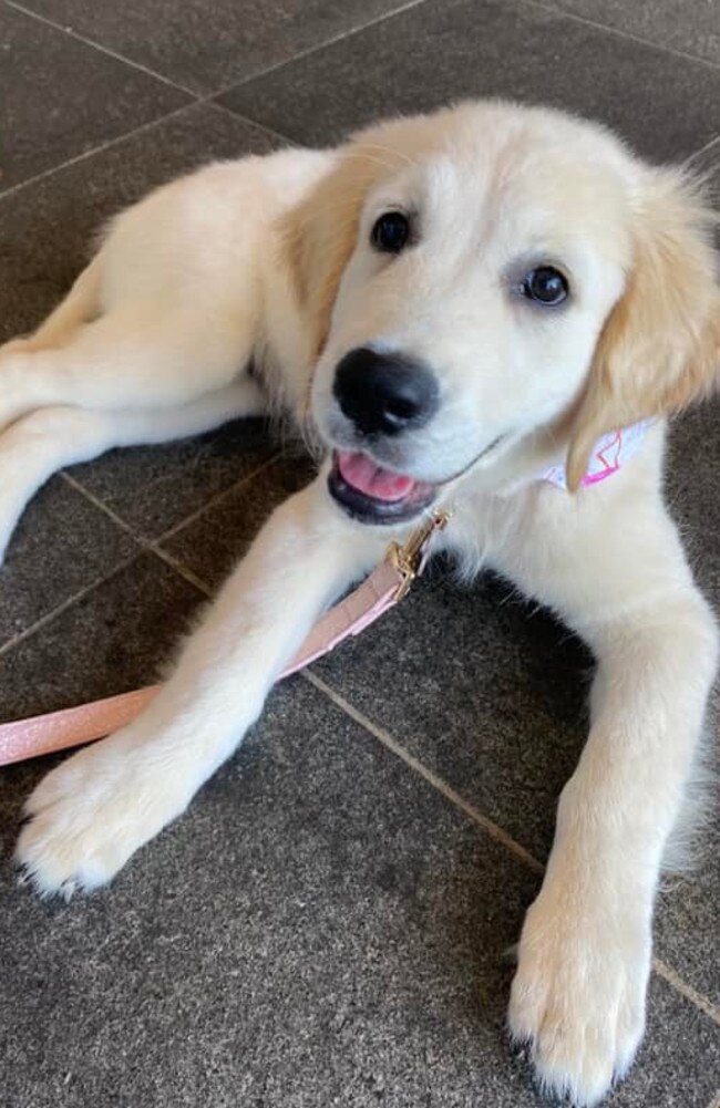 Our 16 week old Golden Retriever Cleo. She is the sweetest but also very cheeky when digging holes in the garden.