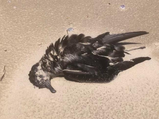 100 dead birds found on North Stradbroke Island beaches