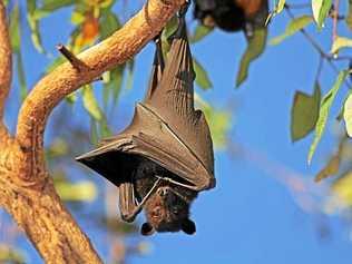 flying foxes. Picture: Contributed