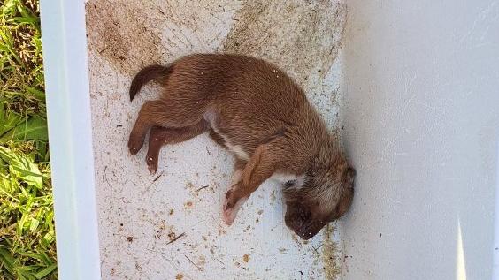 RSPCA appealed for information after a 10-day-old puppy was found in an esky on the front lawn of a vacant Western Sydney property in June. Picture: RSPCA