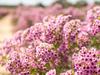 Geraldton waxflowers are due for their day in the sun