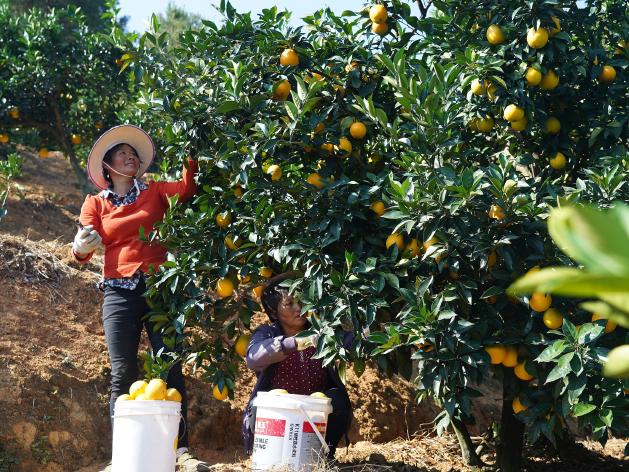 Supplied for The Daily Telegraph for a John Rolfe story.Xinhua image of oranges being picked in an orchard in the region Dongfang sources its fruit from. Farmers pick navel oranges in an orchard in Xunwu County, Jiangxi Province in east China, on November 6 (XINHUA)http://www.bjreview.com/Nation/201912/t20191202_800186467.html