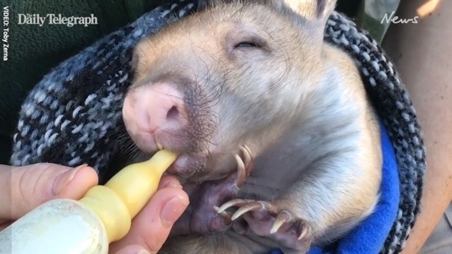 Baby wombat Waru at Taronga! | news.com.au — Australia’s leading news site