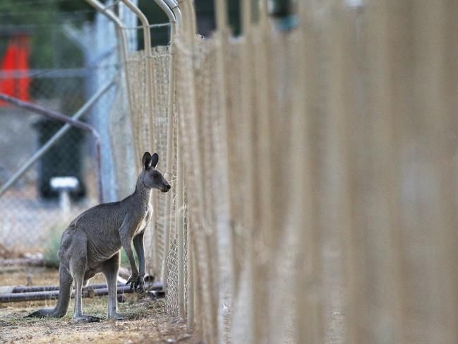 Kangaroos are converging on small towns like Lightning Ridge in search of food and water. Picture: Peter Lorimer