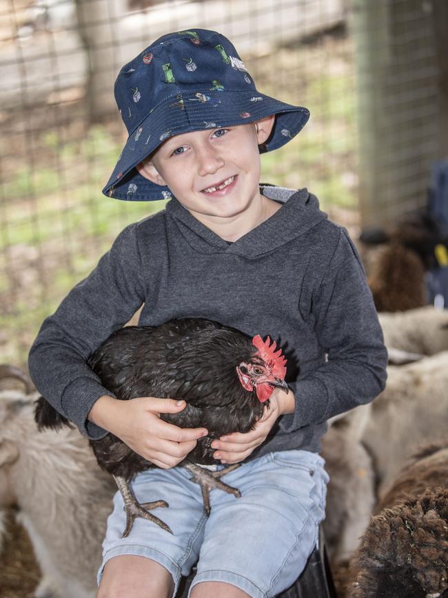 Parker Cowan with a chicken at the Animal Nursery. Toowoomba Royal Show. Friday, March 31, 2023. Picture: Nev Madsen.