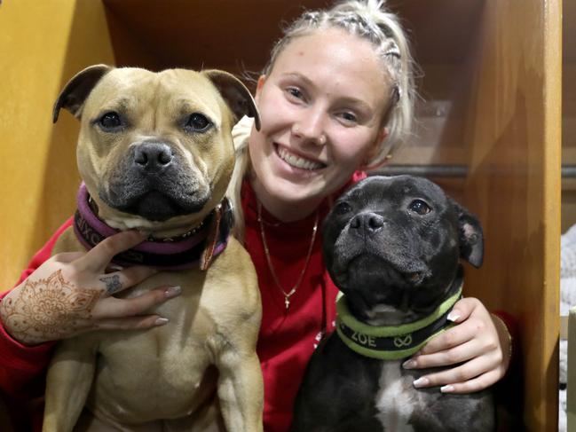 Gallery: Reigning cats and dogs at the Royal Adelaide Show