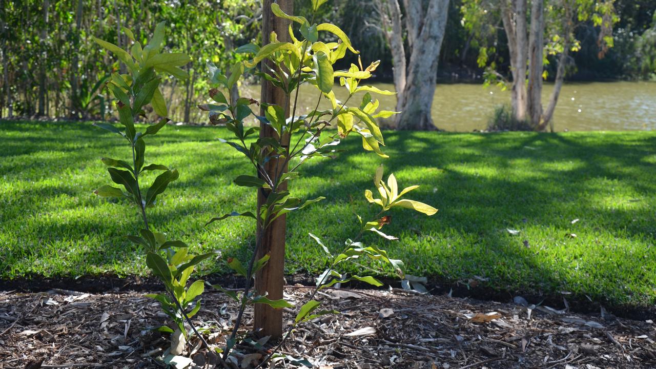 One of the many endangered Macadamia Jansenii plants that now call Bundaberg Botanical Gardens home.