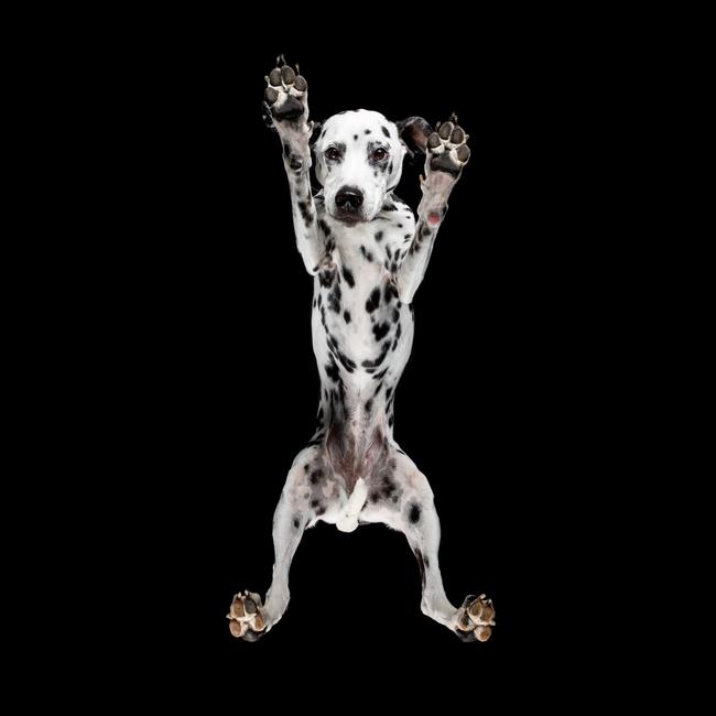 MUST NOT PUBLISH BEFORE SUNDAY OCTOBER 8TH GROUP PRINT AND WEB RIGHTS MUST CREDIT: ANDRIUS BURBA/SOLENT Pictured: One of Andrius' photo of one of the dogs. An unusual photoshoot involving strangers dogs captured the canine pets from a rather peculiar angle. The pictures, taken from underneath the dogs, show another side of man's best friend. The subjects range from a Thai Ridgeback to a White Shepherd, including breeds like Saluki, Basenji, Pomeranian and many others. Professional photographer Andrius Burba, 25, from Vilnius, Lithuania, spent over two years bringing the collection together. SEE OUR COPY FOR DETAILS. Please byline: Andrius Burba Studio/Solent News © Andrius Burba Studio/Solent News & Photo Agency UK +44 (0) 2380 458800